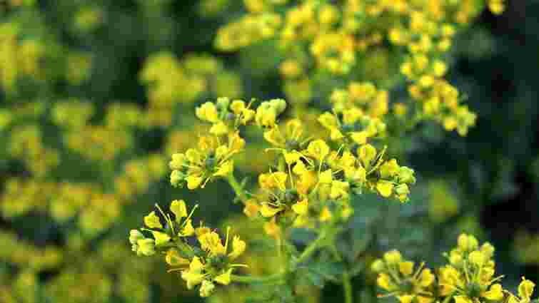 Що посіяти після цибулі для відновлення ґрунту: проста рослина з потужним ефектом