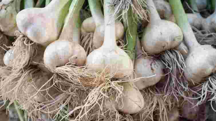 Великі головки часнику тільки завдяки одному підживленню в травні: склад добрива