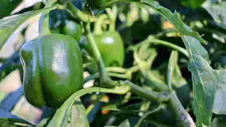 У липні перець потребує добрив, як ніколи: навіщо вони потрібні і які саме використати