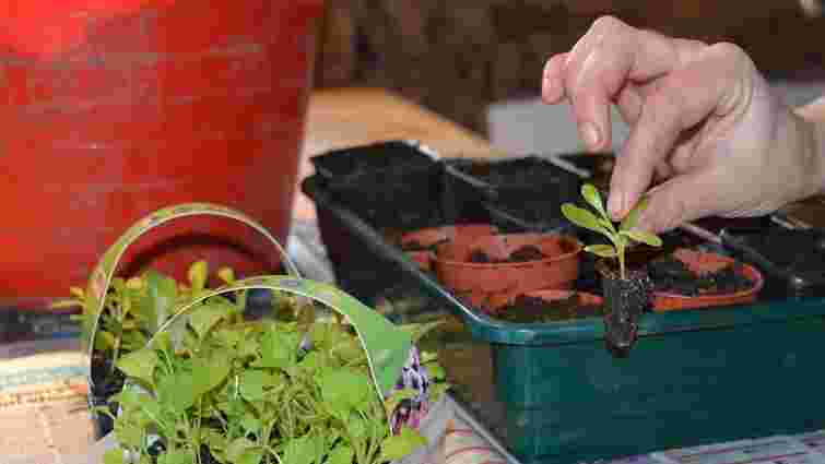 Припиніть це робити, щоб не втратити врожай: 6 головних помилок городників у травні