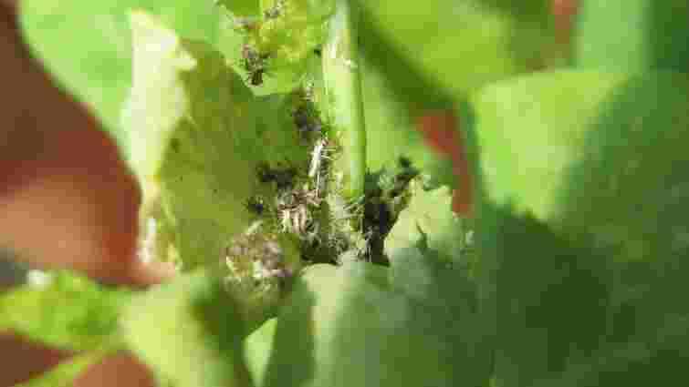 Що це за мушки: 5 найпоширеніших шкідників кімнатних рослин і як з ними боротися