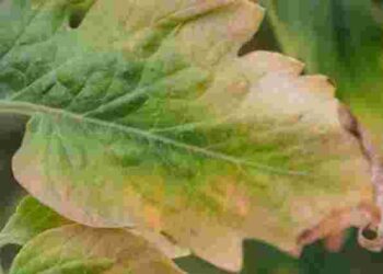 Вашим рослинам не вистачає йоду: як визначити дефіцит і виправити проблему