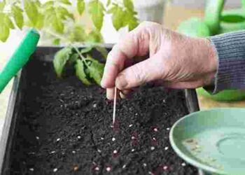 Як за допомогою звичайних ножиць прискорити пророщування перцю: простий лайфхак