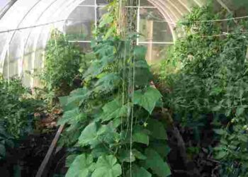 Як прискорити дозрівання овочів: два ефективні методи для теплиці