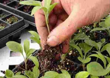 Такого врожаю у вас ще не було: у чому замочити насіння перцю перед посадкою