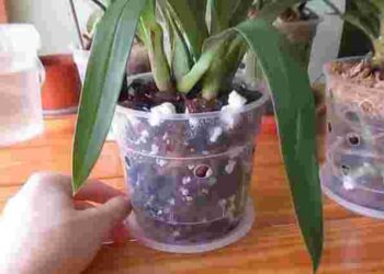 Догляд за орхідеєю: чому прозорі кашпо — це важливо