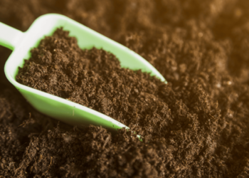 Натуральне добриво за копійки, яке варто підготувати взимку