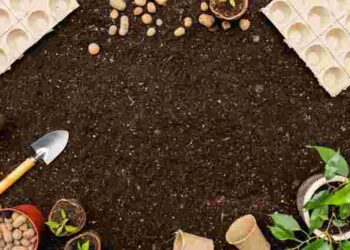 Які ягоди посадити на розсаду в лютому та як саме: сприятливі дати і корисні поради