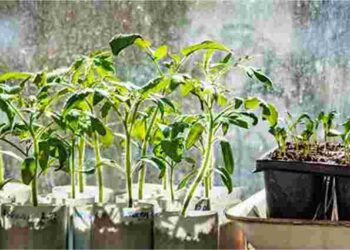 Чим підживити розсаду томатів і перців для найкращого врожаю: народні способи