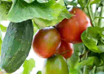 Інвестиція в ідеальний урожай: як спланувати сівозміну для максимального результату