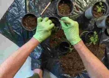 Чому розсада тоншає та падає: основні причини і рішення проблеми