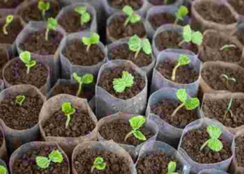 Як виростити розсаду помідорів без пікірування: важливі нюанси