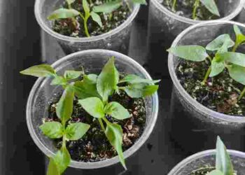 Як сіяти розсаду баклажанів: найкращі дні для посадки в лютому 2025 року