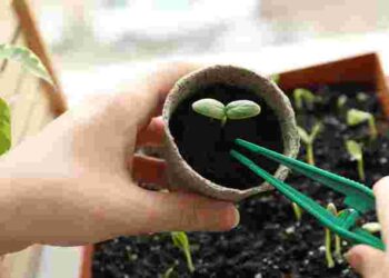 Які квіти посіяти на розсаду у лютому 2025 року: однорічники та багаторічники