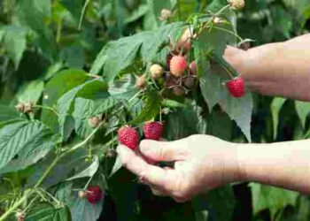 Чим підживити малину, щоб вона вродила вдвічі більше: ідеальні добрива