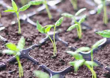 Як вирахувати найкращу дату для посіву овочів: важливі фактори і формула