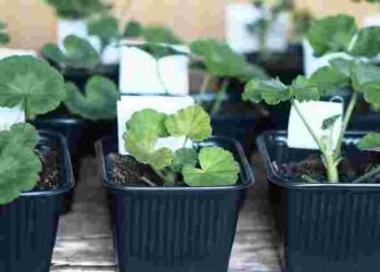 Переваги живцювання пеларгонії у лютому: як правильно це зробити