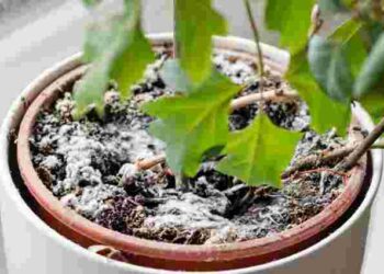 Пліснява в горщиках: як її видалити та запобігти появі нової