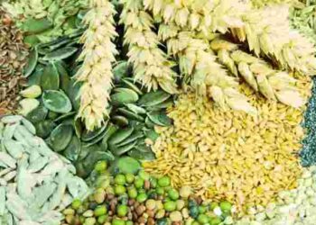 Як обрати найкраще насіння для розсади: корисні поради