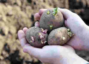 Як отримати ранній урожай картоплі вже в травні: поради садівників