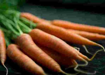 Пролежить свіжою до весни: як правильно зберігати моркву