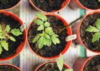 Як допомогти розсаді швидше розвивати корені: ефективні поради