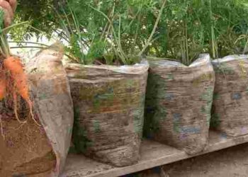 Смачна, велика та рівна: як правильно вирощувати моркву у пакетах