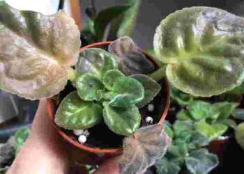 Чому листя фіалки почало  біліти і що з цим робити: 6 причин та їх рішення