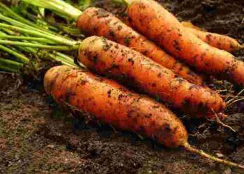 Посадіть їх вже цього сезону: топ-5 сортів моркви, які дадуть багатий врожай