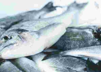 Як вибрати свіжу рибу та не отруїтися: 5 ознак якості