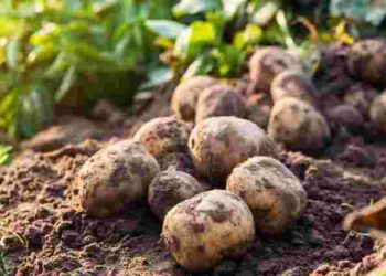 Коли починати садити картоплю у 2025 році: сприятливі дні для успішного врожаю