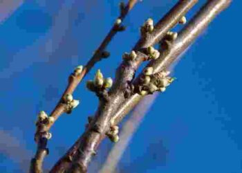 Урожаю не буде: які 5 плодових дерев не можна обрізати весною