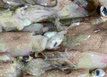 Як обрати, почистити та приготувати кальмара, щоб не зіпсувати його: поради