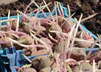 Картопля проросла зарано: що робити, щоб зберегти майбутній врожай