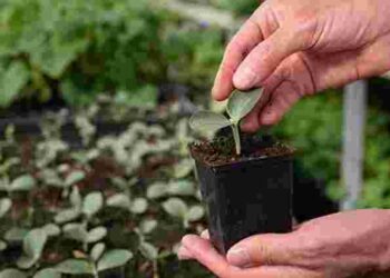 Як вирощувати розсаду огірків, щоб отримати ранній врожай: дієві поради