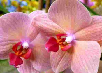 Найпоширеніші хвороби та проблеми вирощування орхідеї: усе, що потрібно знати