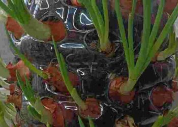 Суперурожай вже через місяць: як виростити цибулю в пляшці