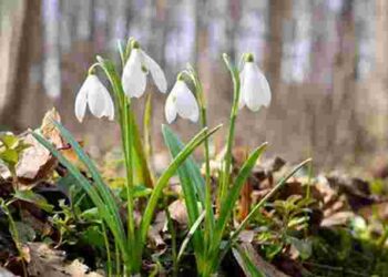Що робити в саду та на квітнику в лютому: перелік обовʼязкових робіт