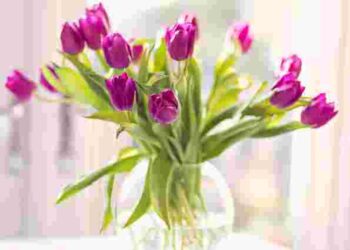 Як доглядати за свіжозрізаними тюльпанами, щоб стояли довго: 12 правил