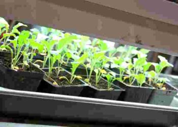 Вранці чи ввечері: коли і як треба підсвічувати розсаду, щоб вона не витягувалася