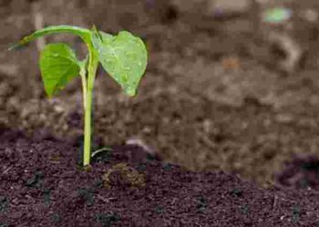 Рослини, що не витримують пересадки: яку розсаду не варто купувати