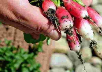 6 найкращих сортів редиски, які потрібно посадити цього року для успішного врожаю