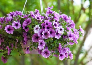 Час вирощувати петунії: як і коли це робити