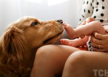 Чи можуть собаки відчути вагітність своїх хазяйок