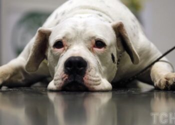 Чи вміють собаки ображатися