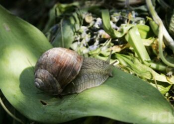 Цікаві факти про равликів: ви цього могли не знати, коли вирішили тримати їх вдома