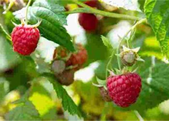 Як зберегти великий врожай малини: три помилки, яких варто уникати