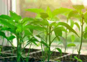 Цю розсаду заборонено ставити на підвіконня: які овочі можуть загинути