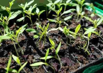 Гумінові добрива: що це і як вони допоможуть виростити міцну розсаду