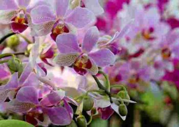 4 поради для правильного догляду за орхідеями під час від’їзду